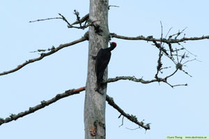 Större hackspett, Dendrocopos major